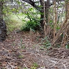 Plants: image 71 Of 208 Thumb